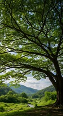 Fototapeta premium Majestic tree frames a scenic landscape with lush greenery and rolling hills view 90