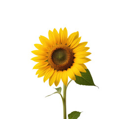 Fototapeta premium Single sunflower, black background, studio shot, floral design