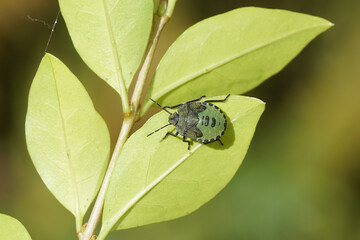 Nymph Green shield bug (Palomena prasina), family Pentatomidae. On leaves of a privet shrub. September, Netherlands.