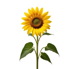 Obraz premium Single sunflower, studio shot, black background, floral design
