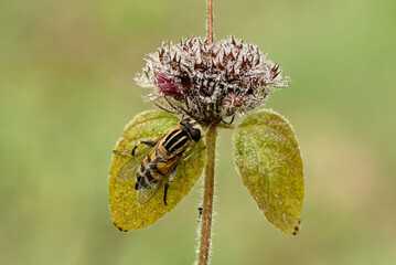 Hoverfly, Helophilus pendulus sitting on a leaf of meadow plant with flower. In the morning dew