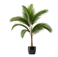 Obraz premium Potted Palm Tree Indoor Plant Home Decor
