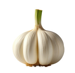 Single garlic bulb, studio shot, white background, culinary use