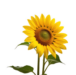 Single sunflower blooming, studio, black background, floral design