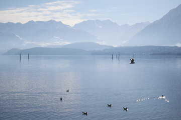Lago tranquilo con aves en vuelo y montañas nevadas al fondo