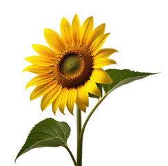 Obraz premium Vibrant Sunflower Close-up, Dark Background, Floral Design