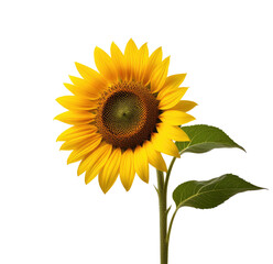 Obraz premium Single sunflower, blooming, black background, studio shot, nature