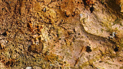 snake skin texture
