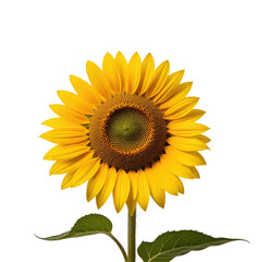 Obraz premium Blooming sunflower, studio shot, black background, summer