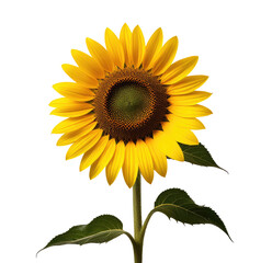 Obraz premium Single sunflower blossom, studio shot, black background, floral design