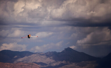 Flamingo in flight over salt lakes in Spain with dramatic mountains and storm clouds in the background.