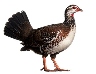 A beautifully detailed portrait of a colorful bird with striking plumage and unique features standing gracefully.