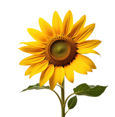 Vibrant sunflower, isolated, black background, nature, design