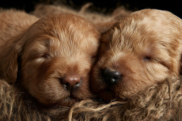 Fototapeta premium Adorable Golden Retriever uppies: A Bundle of JoyfulCompanions and Remarkable amily Dogs Known for theirFriendly Nature and Unmatced Loyalty