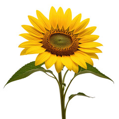 Obraz premium Single sunflower blooming, studio shot, black background, floral design