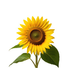 Obraz premium Sunflower blooming, isolated, black background, studio shot, nature