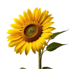 Single sunflower bloom, studio shot, black background, greeting card
