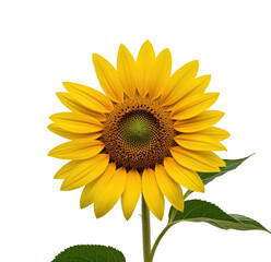 Fototapeta premium Vibrant sunflower blooming, isolated, black background, nature, design (2)