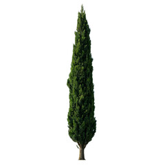 Slender Italian Cypress Tree - Transparent PNG

DESCRIPCION
A tall, slender Italian cypress tree with dense, rich green foliage and a classic columnar shape stands elegantly. This image is a high-qual