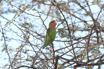Agapornis roseicollis, Rosy-faced Lovebird, AMEIB, NAMIBIA
