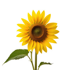 Fototapeta premium Isolated sunflower bloom, studio shot, black background, nature, botany