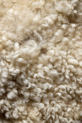Soft curly fibers of sheep wool. Natural beige wool texture close-up. High resolution textile background.