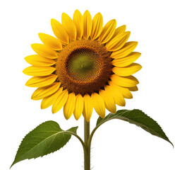 Obraz premium Studio-shot sunflower, isolated, black background, vibrant, nature