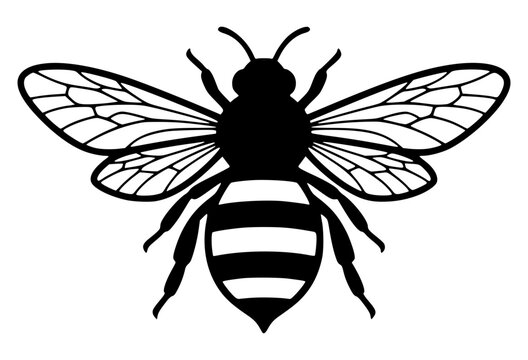 Honey bee with detailed wings and striped body, insect, nature, bee, flying, honey bee
