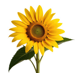 Obraz premium Single sunflower blossom, vibrant yellow, studio shot, black background, nature