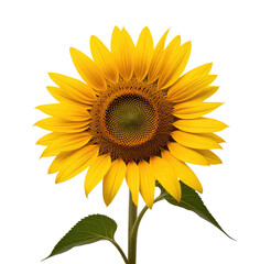 Fototapeta premium Blooming Sunflower, isolated on black, summer, nature, agriculture, design element