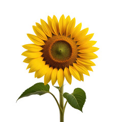 Fototapeta premium Vibrant sunflower isolated on black background (2)