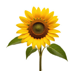 Obraz premium Single sunflower bloom, studio shot, black background, floral design (6)