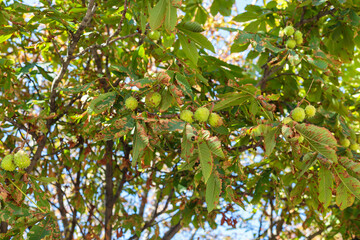 ​A wide shot of a horse chestnut tree with lush green leaves and many unripe, green chestnuts still on their branches