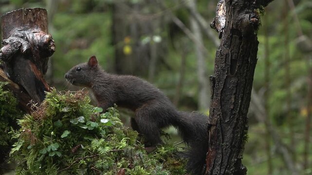  Squirrel (Sciurus vulgaris) Scoiattolo