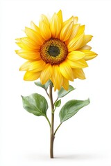 Fototapeta premium Bright yellow sunflower with green leaves isolated on white background symbolizing summer beauty botany agriculture organic growth and natural sunshine, Generative AI