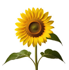 Obraz premium Single sunflower blooming, studio shot, black background, nature
