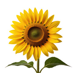 Obraz premium Vibrant sunflower blooming, isolated on black background, for design