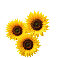 Obraz premium Three sunflowers, close-up, dark background, summer