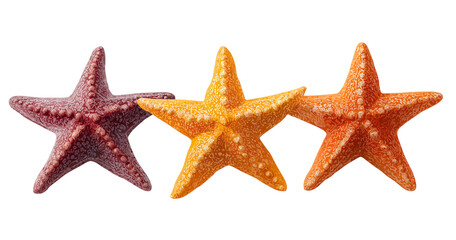 Three Textured Starfish in Reddish Purple and Orange Hues isolated on a transparent background