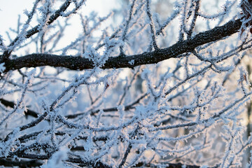 Frost covered tree branches in winter morning light, creating a natural icy pattern and seasonal texture.