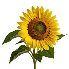 Obraz premium Vibrant sunflower, studio shot, black background, nature, design