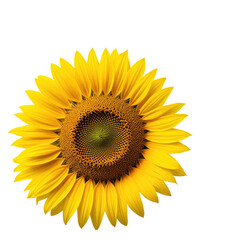 Fototapeta premium Vibrant Sunflower Close-up, Isolated, Black Background, Nature