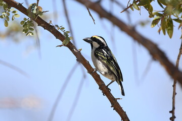 Acacia Pied Barbet, Tricholaema leucomelas AMEIB,  NAMIBIA