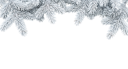 Snowy fir branch isolated on transparent background for christmas decoration and winter design