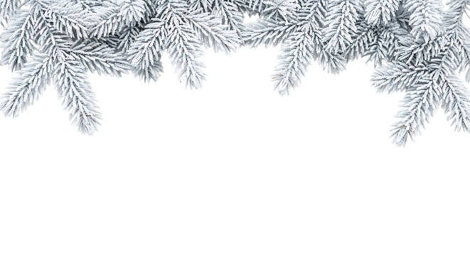 Snowy fir branch isolated on transparent background for christmas decoration and winter design