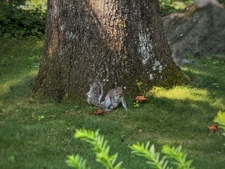 Curious gray squirrel on green lawn at the base of a large tree trunk, natural wildlife behavior in a parklike setting with soft dappled light