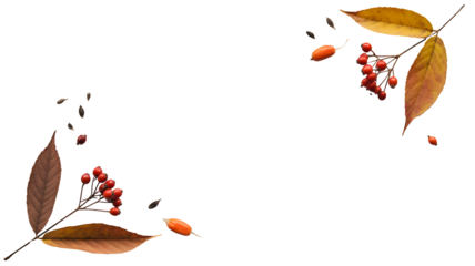 Autumnal branch with red berries and golden leaves isolated on transparent background