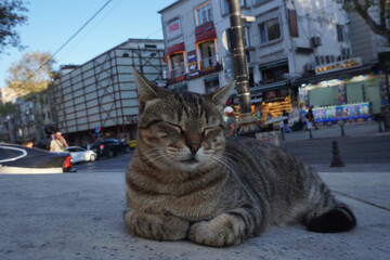 Sleepy Street Cat on Istanbul Sidewalk at Dusk – Urban Feline Against City Backdrop