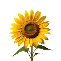 Fototapeta premium Isolated sunflower blooming, black background, studio shot, floral design