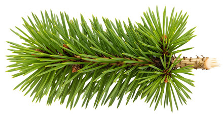 Close up of a fresh green pine branch isolated on transparent background, perfect for christmas